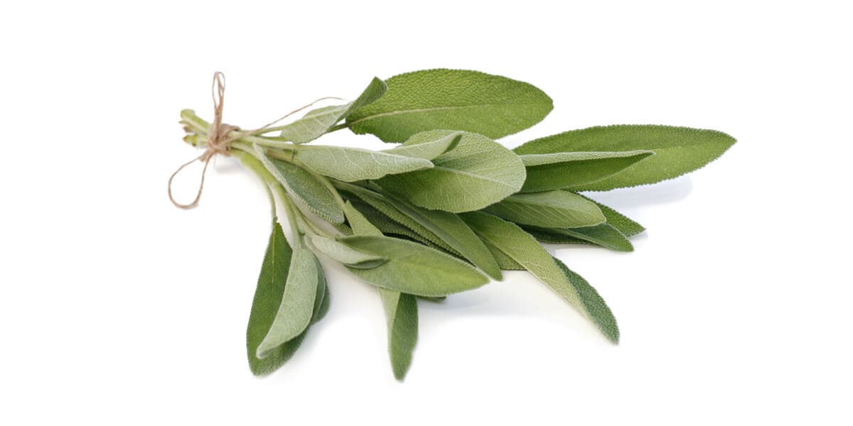 Sage