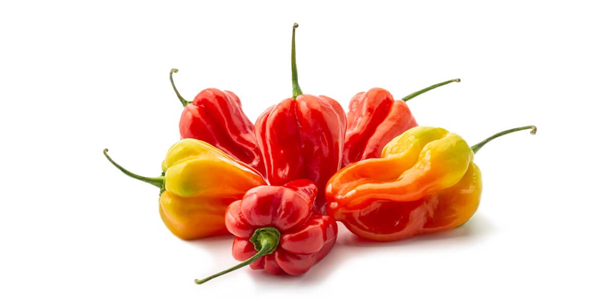 Scotch Bonnet Peppers
