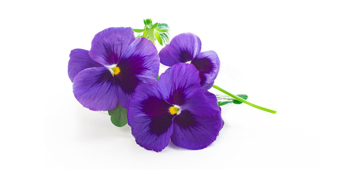 Pansy Flower