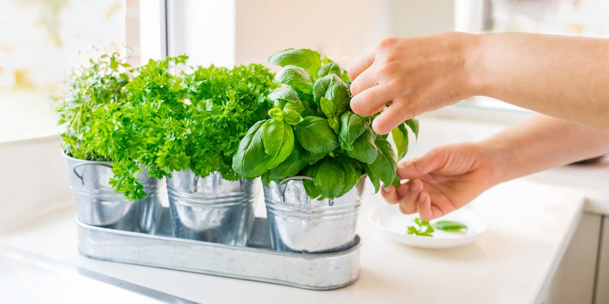 Planted Basil